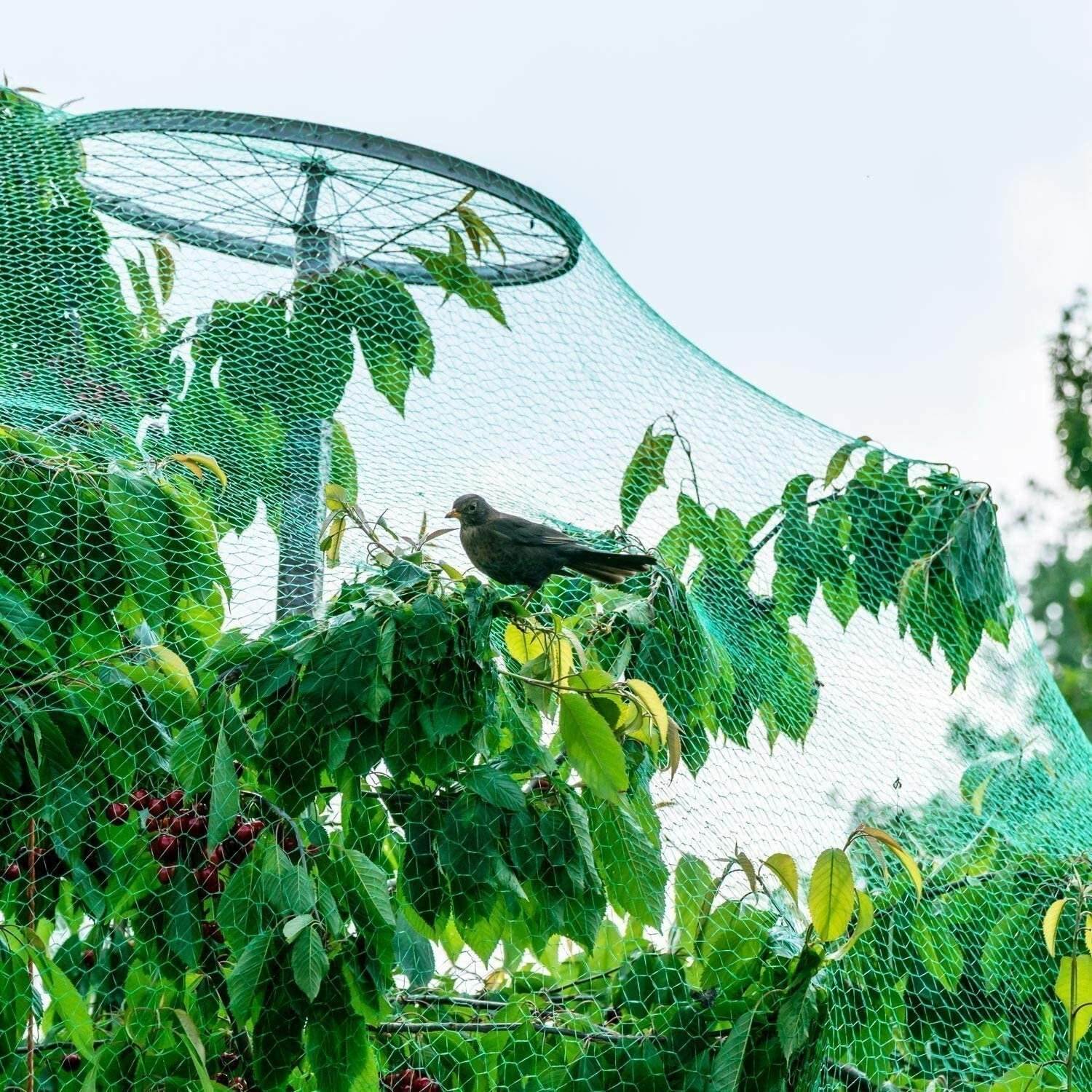 5 Size Anti Bird Net Garden Mesh Fruit Tree Pond Netting Protect Cover COD